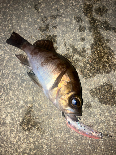 メバルの釣果