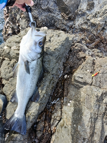 フッコ（ヒラスズキ）の釣果