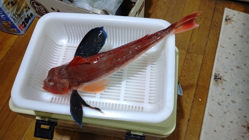 ホウボウの釣果