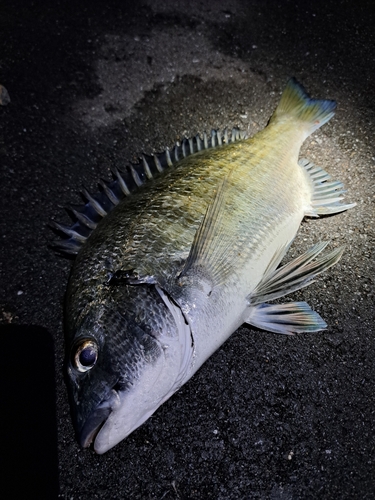 ミナミクロダイの釣果