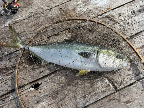 タイの釣果