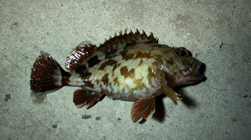 カサゴの釣果