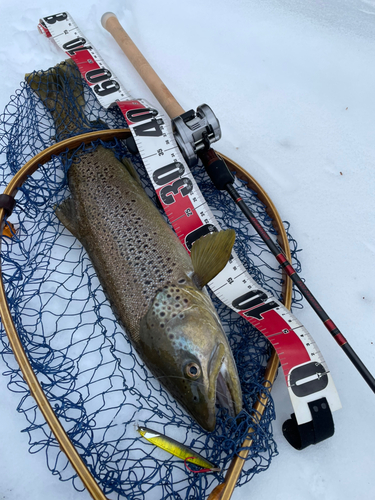 ブラウントラウトの釣果