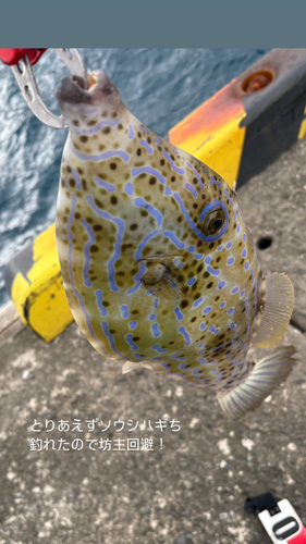 ソウシハギの釣果