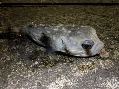 イシガキフグの釣果