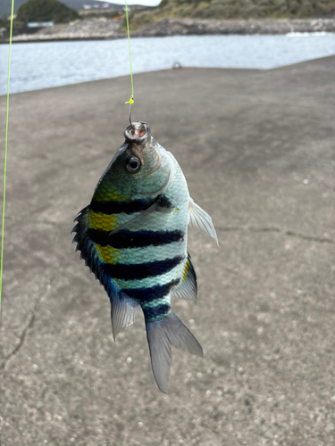 オヤビッチャの釣果