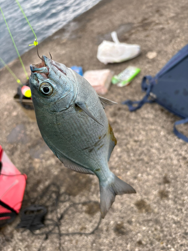 イスズミの釣果