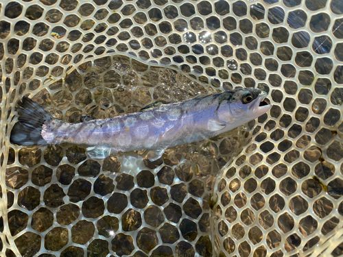 ニジマスの釣果