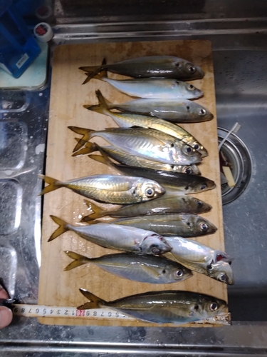 アジの釣果