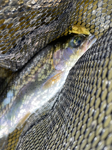 ニジマスの釣果