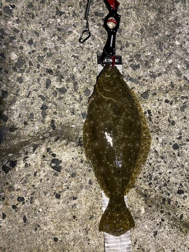ヒラメの釣果
