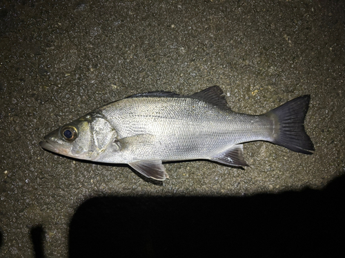 セイゴ（マルスズキ）の釣果