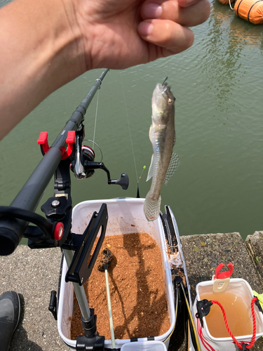 マハゼの釣果