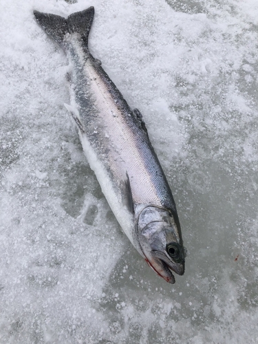 サクラマスの釣果