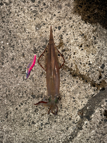 ケンサキイカの釣果