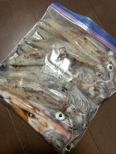 ササイカの釣果