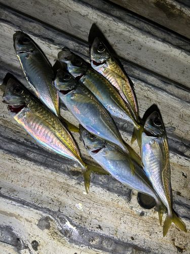 アジの釣果