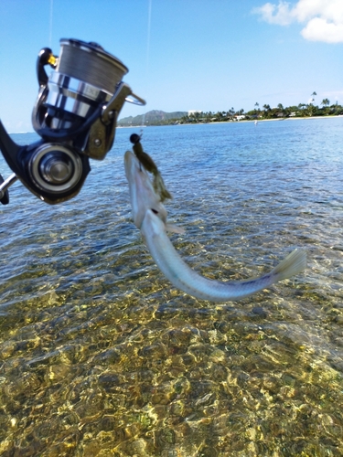 釣果