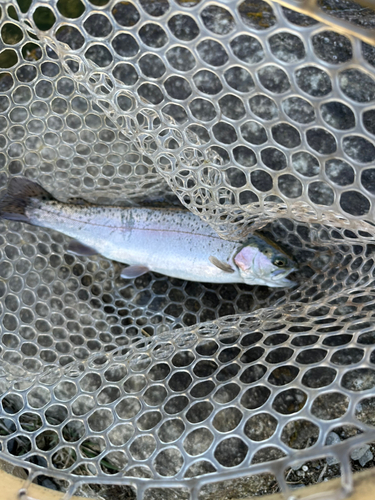 ニジマスの釣果