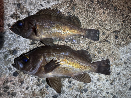 メバルの釣果