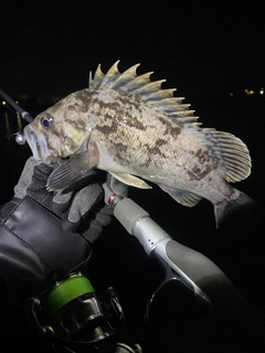 クロソイの釣果