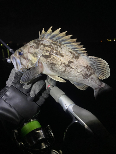 クロソイの釣果