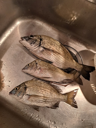 ミナミクロダイの釣果