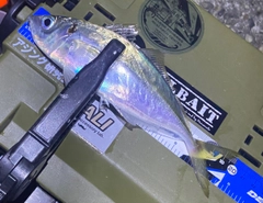 マアジの釣果