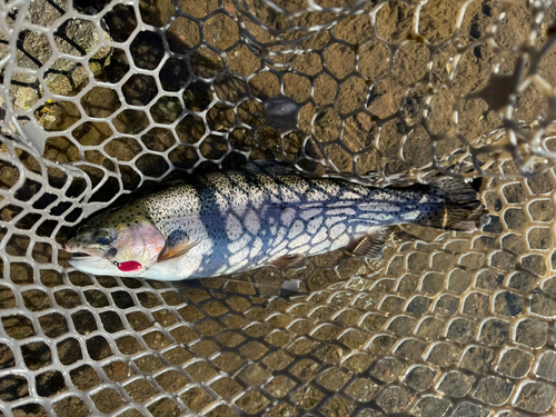 ニジマスの釣果