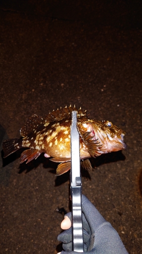 カサゴの釣果