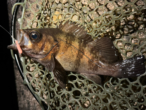 シロメバルの釣果