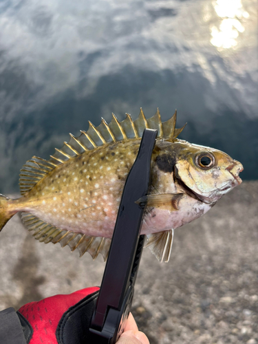 アイゴの釣果