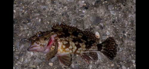 カサゴの釣果