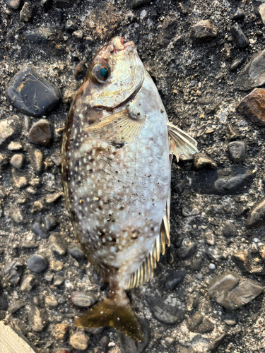 アイゴの釣果