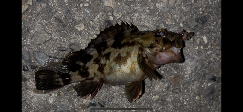 カサゴの釣果