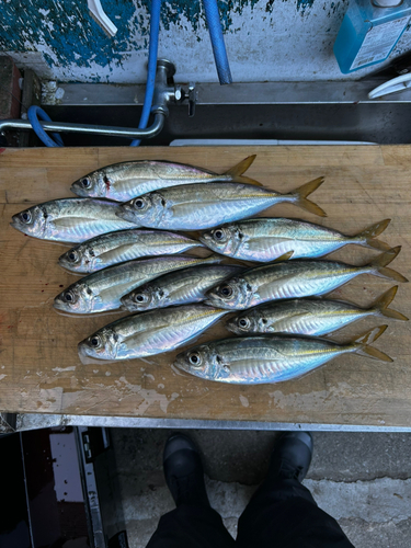 アジの釣果