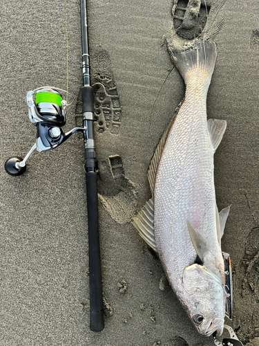 オオニベの釣果