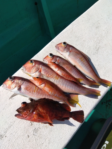 アマダイの釣果