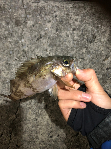 メバルの釣果