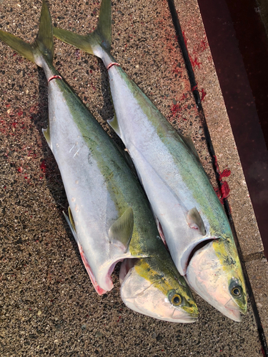 ハマチの釣果