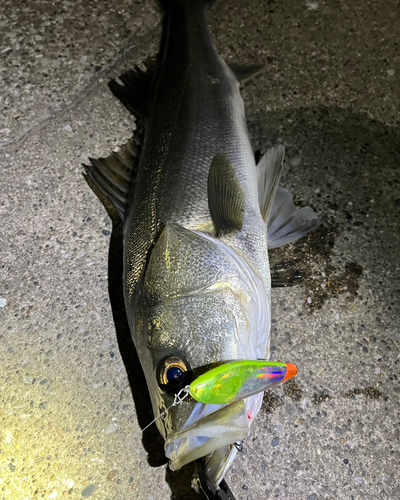 シーバスの釣果