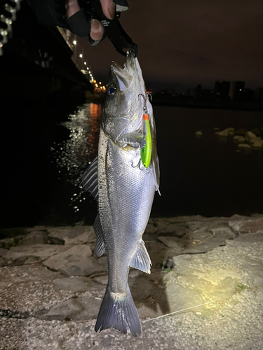 シーバスの釣果