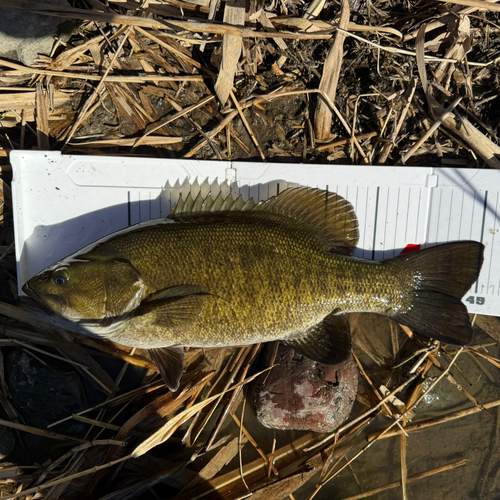 スモールマウスバスの釣果