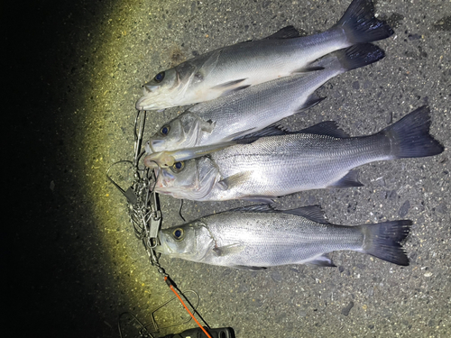 ヒラスズキの釣果