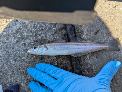 シロギスの釣果