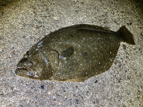 ヒラメの釣果