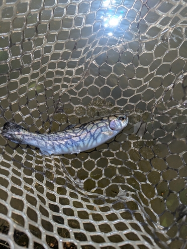 ニジマスの釣果