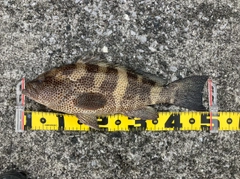 オオモンハタの釣果