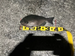 メジナの釣果