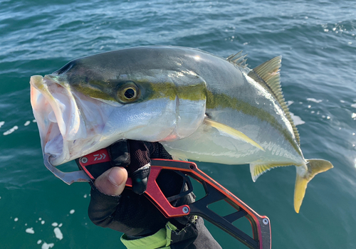 メジロの釣果